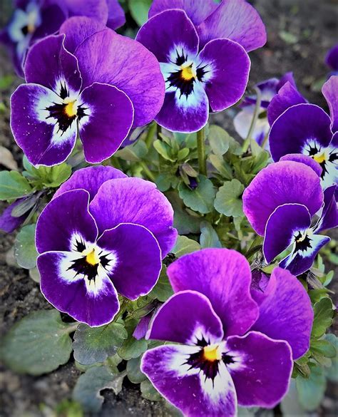 Pansy 400500 Spring Flowers Free Photo On Pixabay