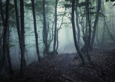 Mysterious Dark Old Forest In Fog By Den Belitsky On Creative Market