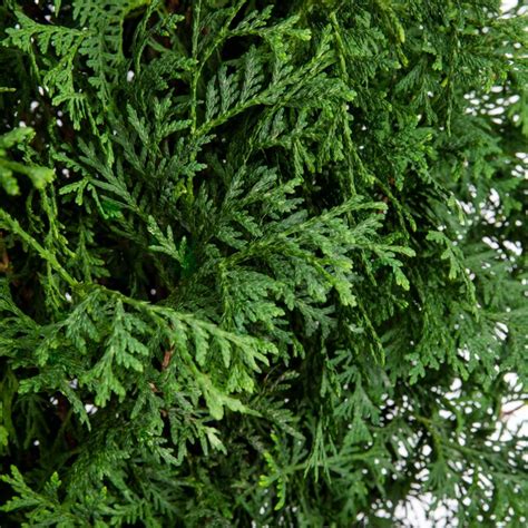 Lowes Arborvitae Skybound Screening Shrub In 2 Gallon S Pot In The