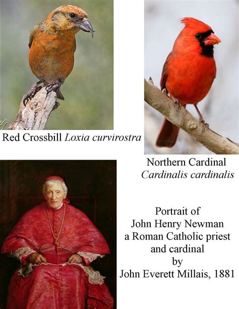 Wild Birds Unlimited How The Northern Cardinal Bird Was Named