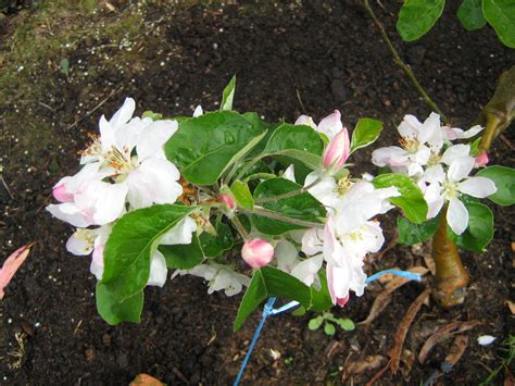 I could also buy in amazon, but the reviews were disappointing. Buy Dwarf Apple Pinkabelle Fruit Trees (Malus domestica)