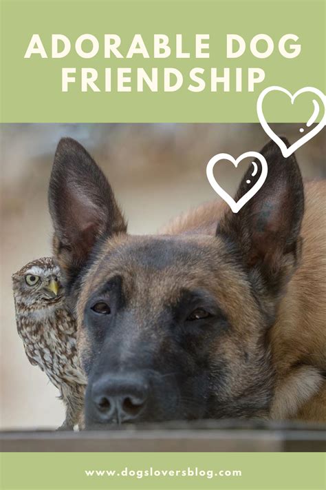 An Adorable Dog Friendship With An Owl Heartwarming Photos 🦉🐕 Dog