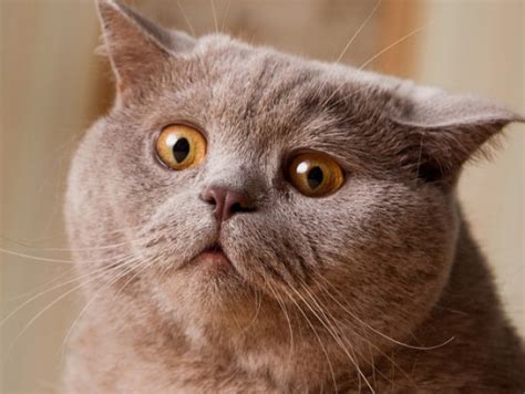 Some Of The Most Confused Cats On The Planet Article Cats
