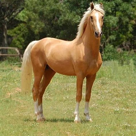 Palomino Horses Beautiful And Fascinating Creatures