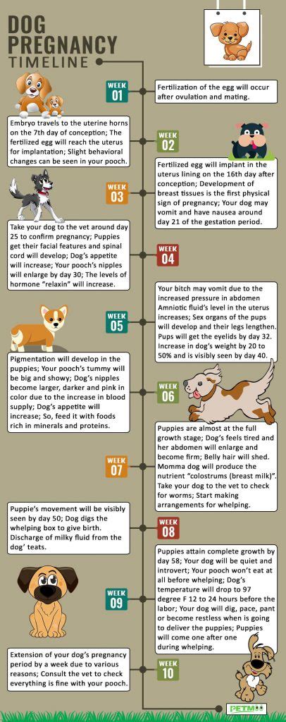 Dog Pregnancy Signs Care And Whelping Preparation Tips Petmoo