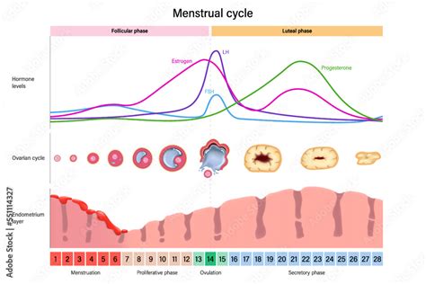 Plakat Menstrual Cycle Hormone Levels Ovarian Cycle And Endometrium