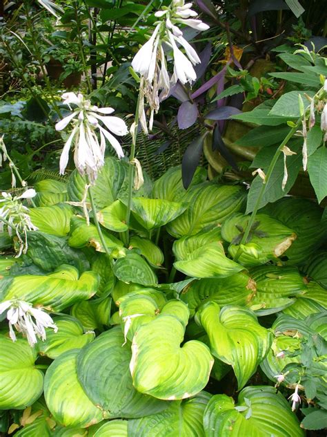 Pry the plant out of the ground. Hosta Heaven | Plant Something Oregon