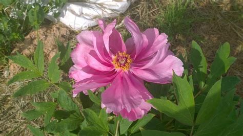 Teabags often contain a small number of broken tea leaves. Peonies forum: How Long Do Your Tree Peonies Flowers Last ...
