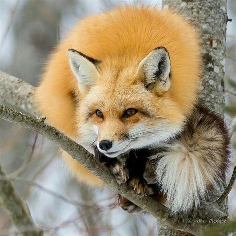Where To Buy A Pet Fox Find Property To Rent