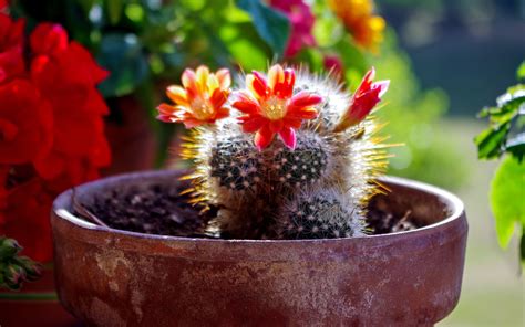 Plantas De Casa Cactus Flores Rojas Florecen Fondos De Pantalla