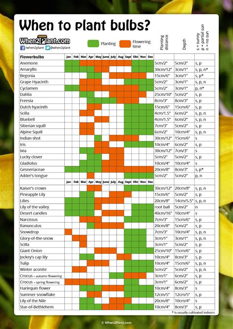 When To Plant Bulbs