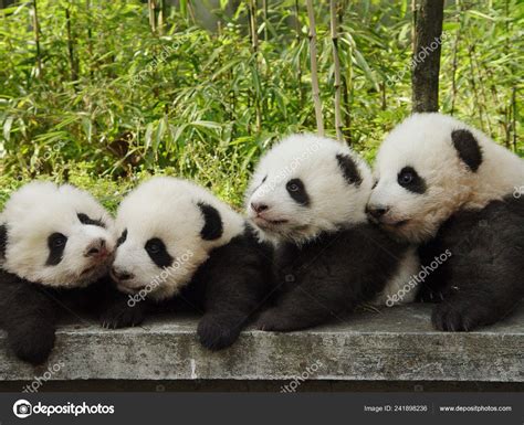 Quatro Pandas Gigantes Brincam China Conservation Research Center Giant