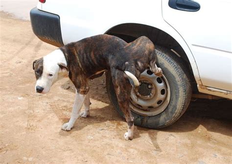 My car maintenance recall check. Why Does My Dog Pee on My Car's Tires? - PetHelpful - By ...