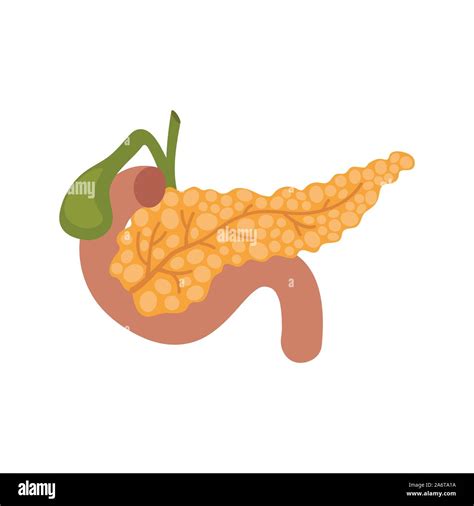 Pancreas Illustration Hi Res Stock Photography And Images Alamy