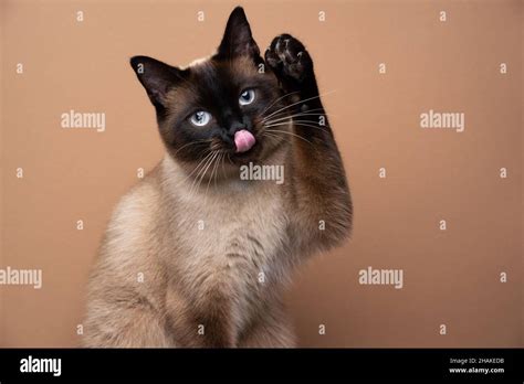 Cute Playful Seal Point Siamese Cat Raising Paw Sticking Out Tongue