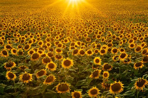 Kansas Sunflowers Michael Strickland Images
