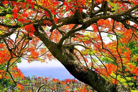 Tidak heran jika flamboyan sudah dikenal oleh banyak orang di indonesia. Gambar Bunga Flamboyan Di Pohon | Tree, Flowering trees ...