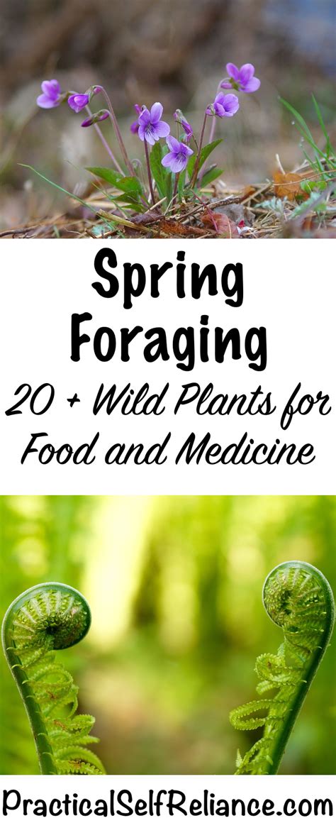 Spring Foraging Wild Edibles