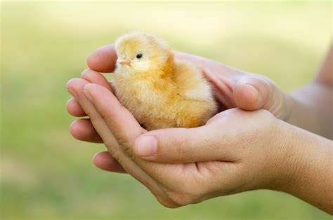Getting Started With Chickens Before You Bring Home Chicks Little