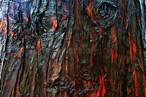 Dark Tree Bark Texture Stock Image Image Of Wood Ecology 47710245