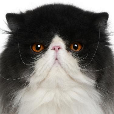 Go to my website puffypersiankittens.com to learn more! Characteristics and Care of Persian Cats | LoveToKnow