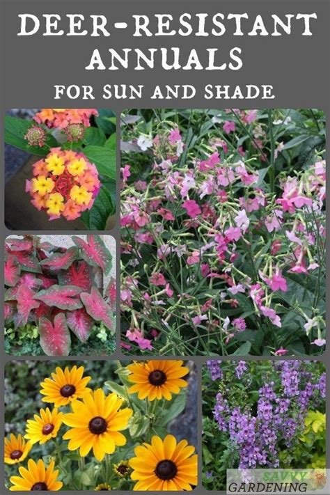 20 Deer Resistant Annuals For Sun And Shade Gardening