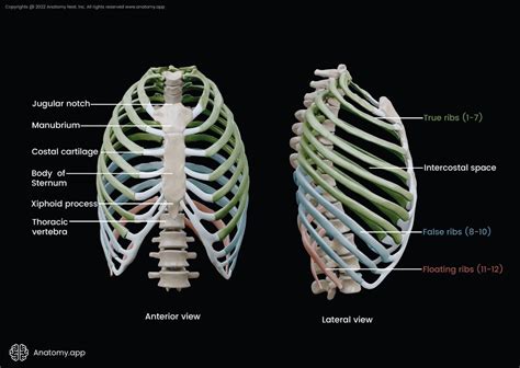 Ribs Encyclopedia Anatomy App Learn Anatomy 3d Models Articles And Quizzes