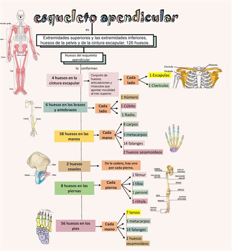 Mapa Conceptual Generalidades De Esqueleto Apendicular Extremidades