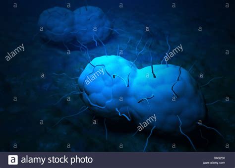 Diplococci Bacteria High Resolution Stock Photography And Images Alamy