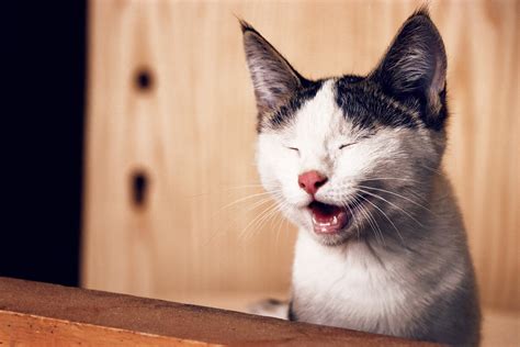 Most cat owners have experienced the unpleasant surprise of finding a pile of cat vomit. Why is My Cat Throwing up Undigested Food? Get the Right Info