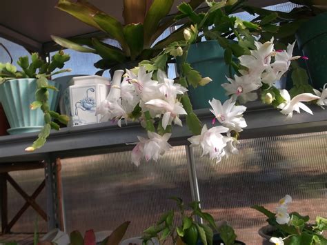 Relocate once buds have formed. December Bloom Day | SECRETS of a SEED SCATTERER