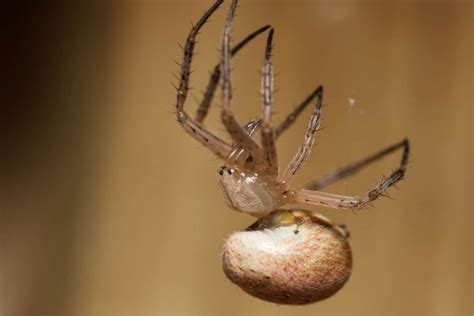 5 Of The Biggest Spiders In Tennessee Wiki Point