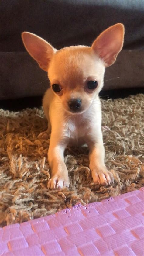 Chihuahua Puppies For Adoption A Guide To Finding Your Perfect Pet