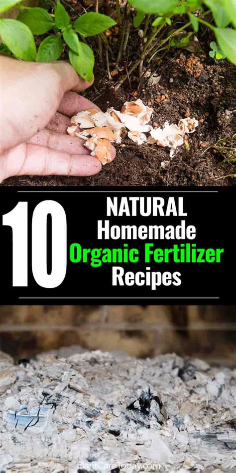 They're made from ingredients you probably already have on hand, including some things you may be in the habit of throwing away. How To Make Liquid Potash Fertilizer Natural Homemade ...