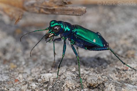 Beetles Of North Carolina