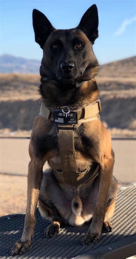 Belgian Malinois Military