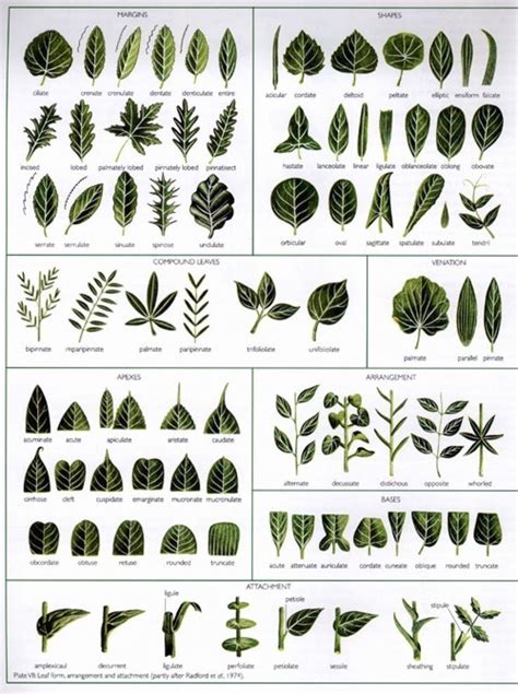 7 Leaf Plant Identification