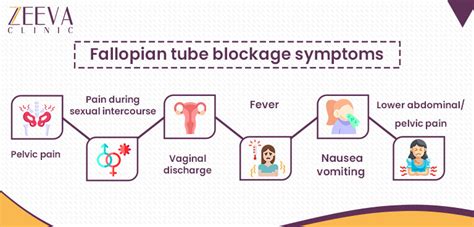 blocked fallopian tubes symptoms treatment and fertility zeeva