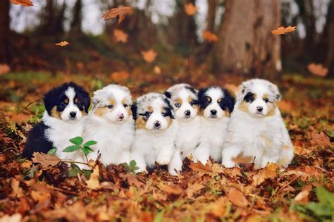 8 Facts About Australian Shepherds Greenfield Puppies