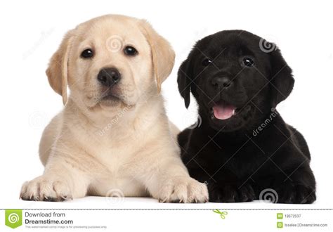 Free online seminars · trusted by 875,000 owners Two Labrador Puppies, 7 Weeks Old Royalty Free Stock Photography - Image: 19572537