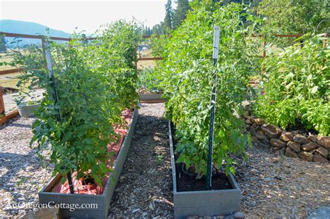 Trellising Tomatoes The Easy Way An Oregon Cottage
