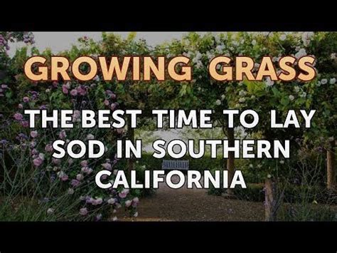 Follow these steps to do the job right the first time. The Best Time to Lay Sod in Southern California - YouTube