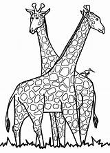 Giraffe Coloring Printable sketch template