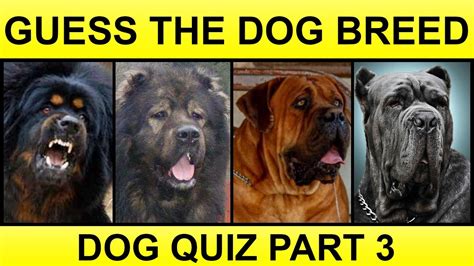Guess The Dog Breeds Dog Breed Quiz Part 3 Youtube