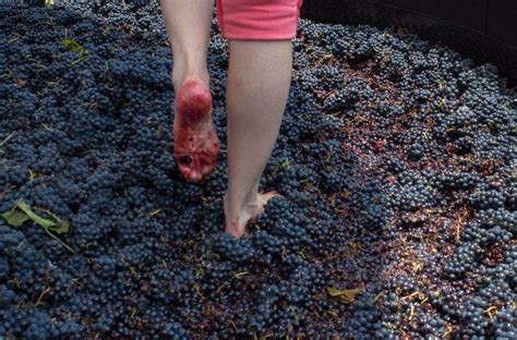 Grape Stomping Is A Photogenic Process With Practical Benefits Wine