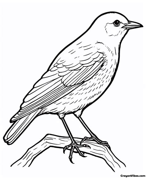 Blackbird Coloring Pages Free Printable For Kids And Adults