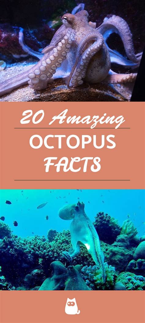 20 Amazing Octopus Facts Crazy Weird And True Information Octopus