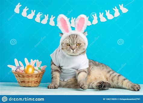 Easter Cat With Bunny Ears With Easter Eggs Cute Kitten