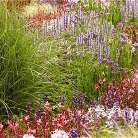 Ten Established Cottage Garden Plants Hardy Perennials Perfect For