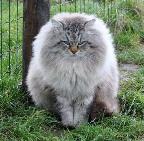 Male Siberian Cat From Italy Siberian Forest Cat Domestic Cat Breeds